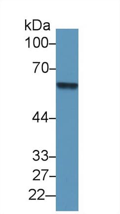 Antithrombin Antibody (aa33-464, PE)