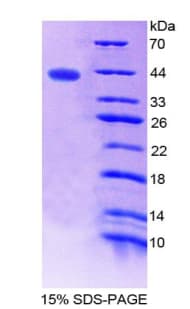 Human C15orf48 / NMES1 Protein (Recombinant His-GST)