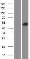 Human ITPKA Protein (Over-Expression Lysate Myc-DDK (Flag))
