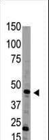 BMP15 Antibody (aa4-33)