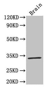 IHC-plus™ Polyclonal Rabbit anti-Human F3 / CD142 / Tissue factor Antibody (aa33-251, IHC)