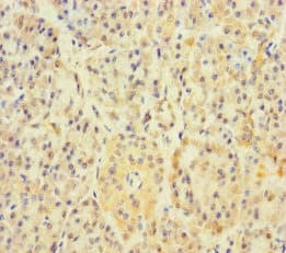 APOOL / Apolipoprotein O-Like Antibody