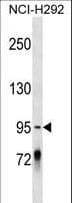 PCDHGC4 Antibody (aa265-291)
