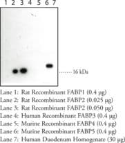 I-FABP / FABP2 Antibody
