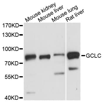 GCLC Antibody