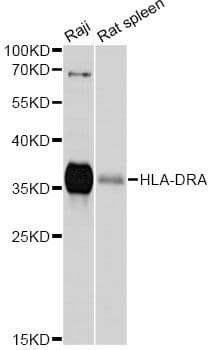 HLA-DRA Antibody
