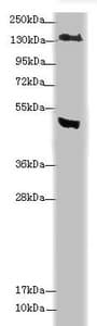 MTUS1 Antibody