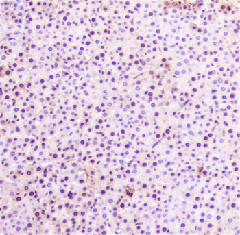 SP1 Antibody