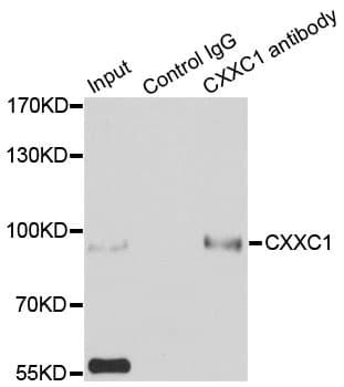 CXXC1 / CGBP Antibody