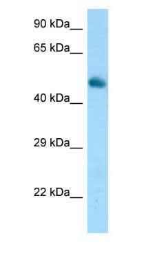 FRS3 Antibody (C-Terminus)