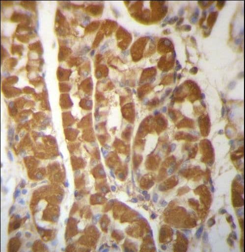 LAMTOR2 Antibody (aa41-70)