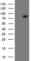 SKIL / SNO / SnoN Antibody (clone OTI3F6)