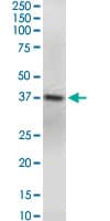 GNAQ Antibody (clone 3B9)