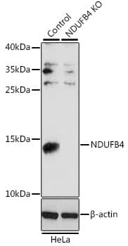 NDUFB4 / B15 Antibody