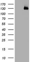 WWC1 / KIBRA Antibody (clone OTI1B1)