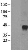 ZPBP2 Protein (Over-Expression Lysate Myc-DDK (Flag))