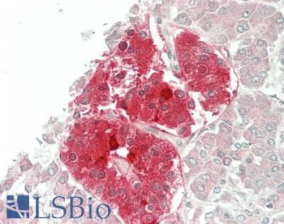 IHC-plus™ UCHL1 / PGP9.5 Antibody (Internal)