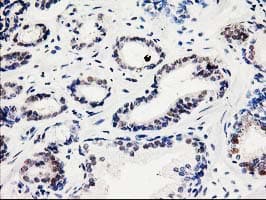 SMS / Spermine Synthase Antibody (clone OTI5F2)