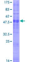 Human OR4D1 Protein (Recombinant GST)