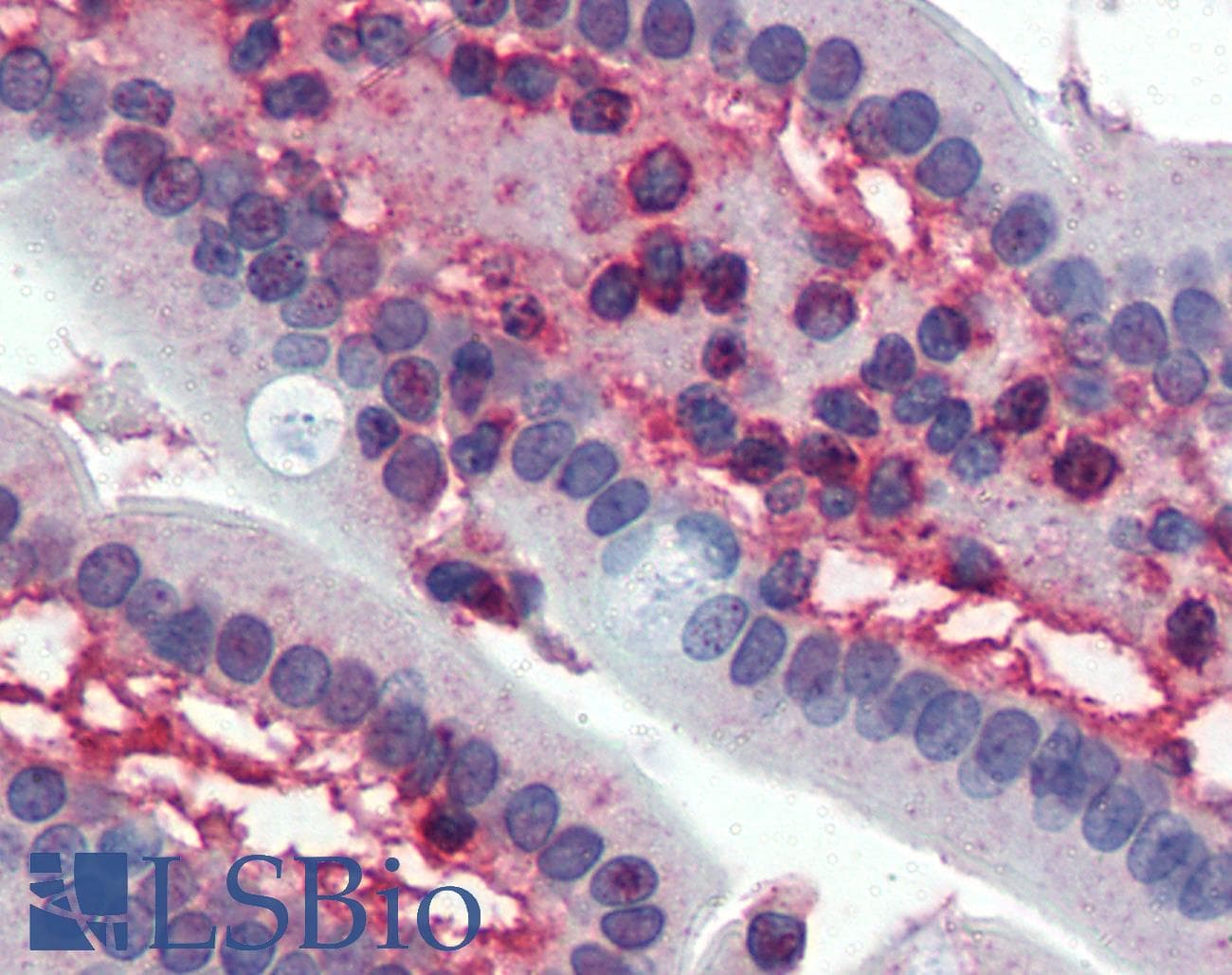 IHC-plus™ CDK1 / CDC2 Antibody (clone POH-1)