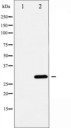 BCL2L1 / BCL-XL Antibody