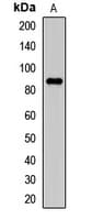 KCNA2 / Kv1.2 Antibody