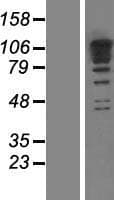 RBM19 Protein (Over-Expression Lysate Myc-DDK (Flag))
