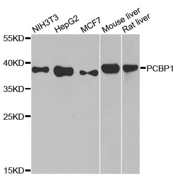 Polyclonal Rabbit anti-Human HnRNP-E1 / PCBP1 Antibody (IHC, IF, WB)