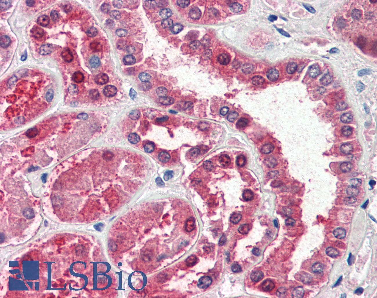 IHC-plus™ Polyclonal Goat anti-Human Aspartate Aminotransferase Antibody (aa157-167, IHC, WB)