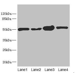 CHN1 Antibody