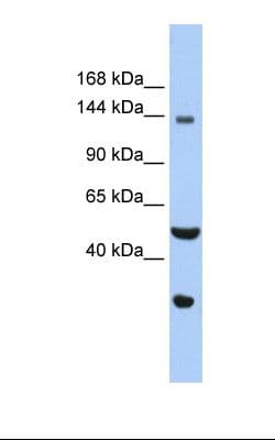 WDHD1 Antibody (C-Terminus)