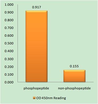 NTRK2 / TRKB Antibody (phospho-Tyr706+Tyr707)