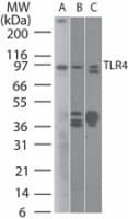 TLR4 Antibody (aa100-200, clone 76B357.1, Azide-free)