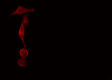 SH3GLB2 / Endophilin-B2 Antibody