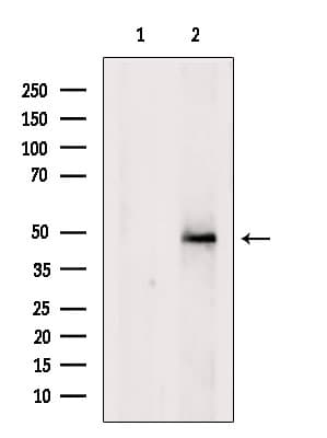 Polyclonal Rabbit anti-Human FARS2 Antibody (IF, WB)