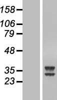 ATPAF2 Protein (Over-Expression Lysate Myc-DDK (Flag))