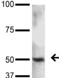 PINK1 Antibody (clone S4-15)
