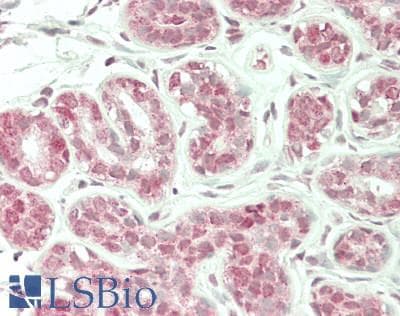 IHC-plus™ Capicua / CIC Antibody (aa1150-1200)