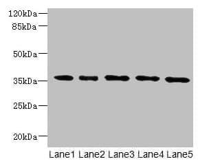 OXNAD1 Antibody (aa18-312)