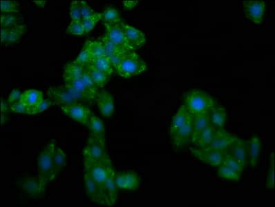 GBP4 / Mpa2 Antibody