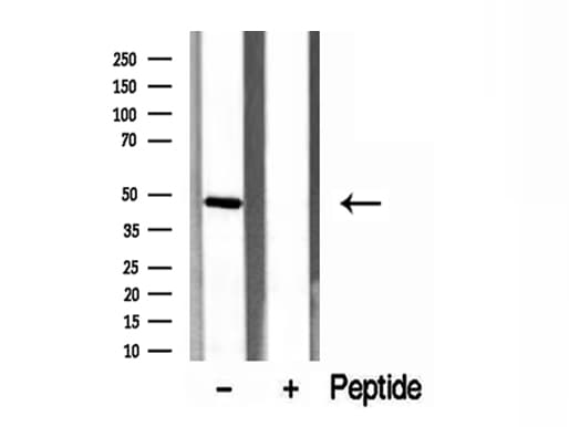 ERO1LB Antibody