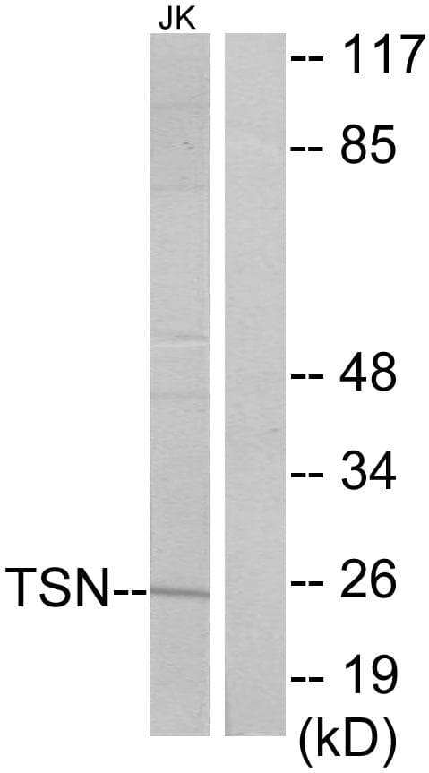 TSN / Translin Antibody