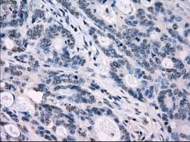 Monoclonal Mouse anti-Human IRF3 Antibody (clone OTI2G3, IHC, IF, WB)