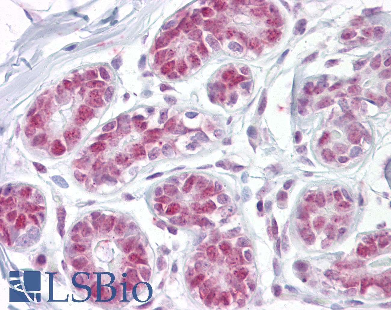 IHC-plus™ APEX1 / APE1 Antibody (aa36-52)