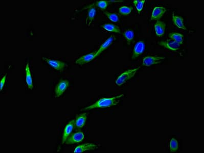 CCNC / Cyclin C Antibody