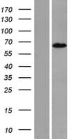 RGAG4 Protein (Over-Expression Lysate Myc-DDK (Flag))