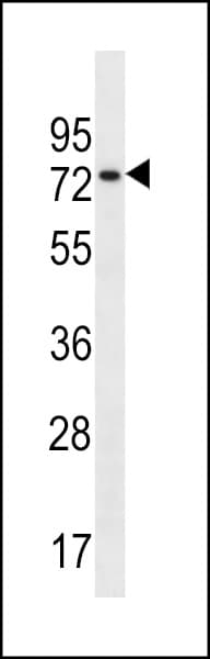 CCDC55 Antibody (aa92-121)