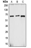 CYBB / NOX2 / gp91phox Antibody (C-Terminus)