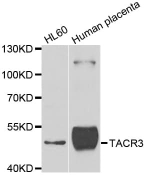 TACR3 / NK3R Antibody