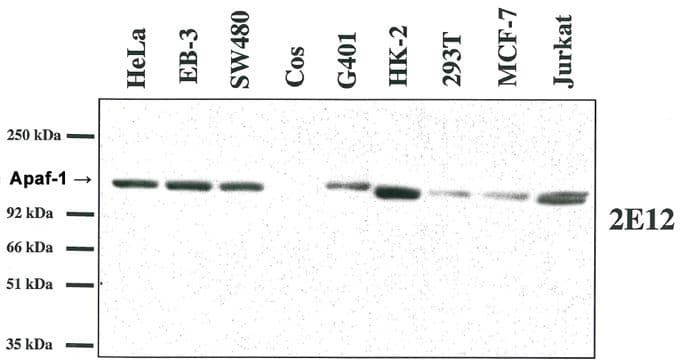 IHC-plus™ APAF1 / APAF-1 Antibody (aa1-464, clone 2E12, Low Endotoxin)